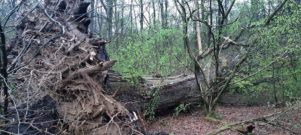Ältester Baum in Si-Wi: Bäreneiche ist gefallen