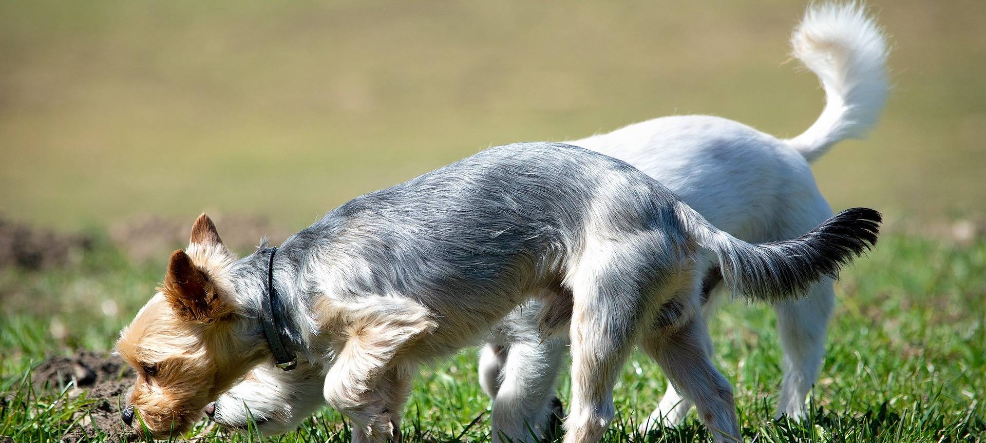 Hundehalter sollten ihre Tiere zurzeit an die Leine nehmen