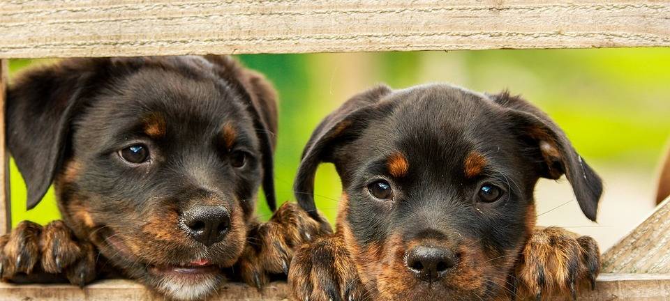 Hundesteuer im Kreis fällt unterschiedlich hoch aus