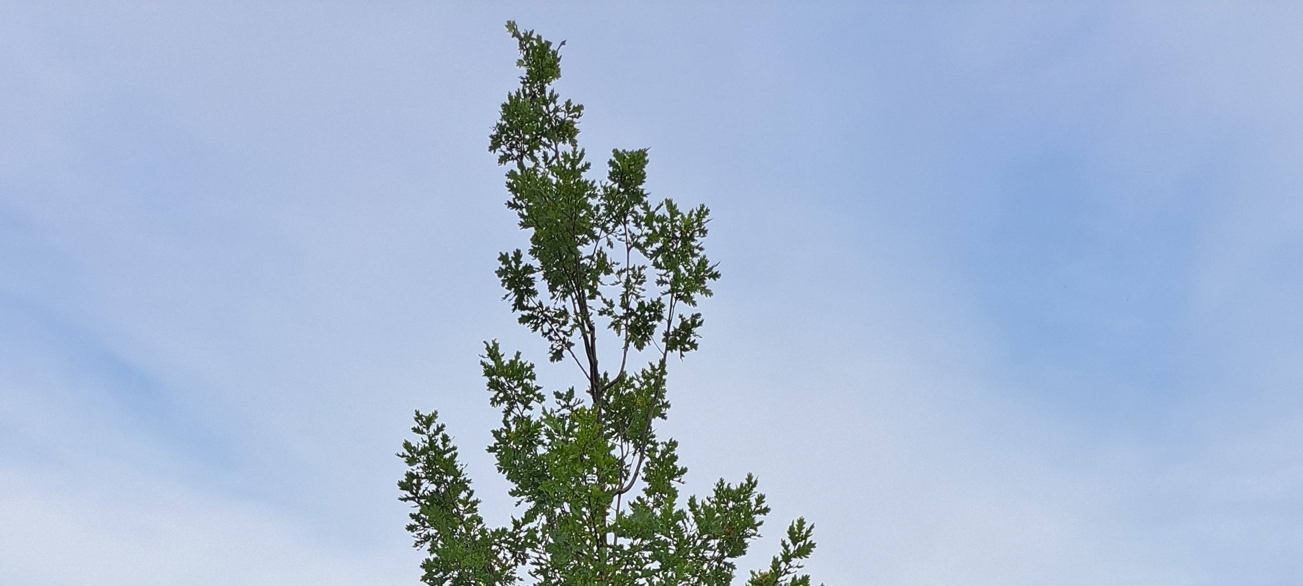 Baum-Spenden in Müsen