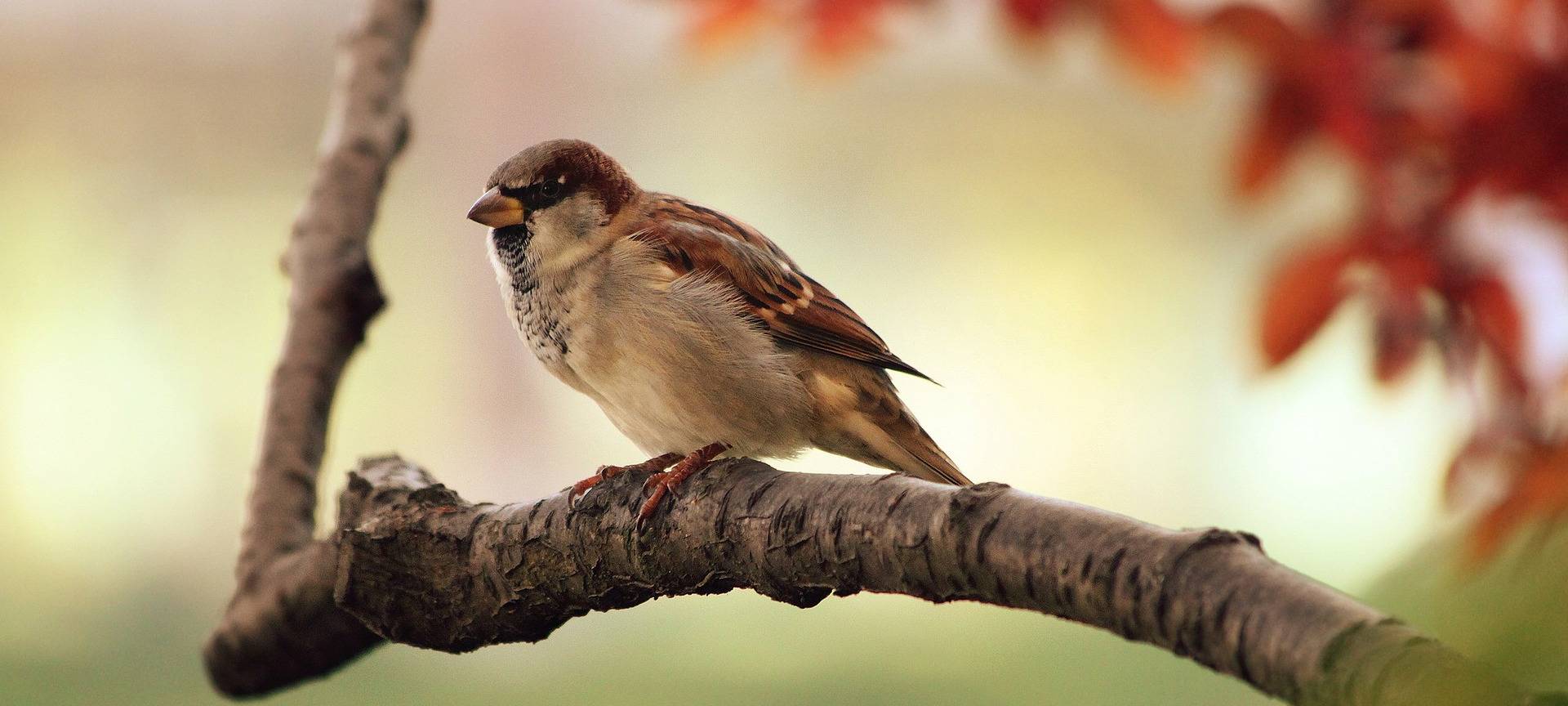 Stunde der Gartenvögel