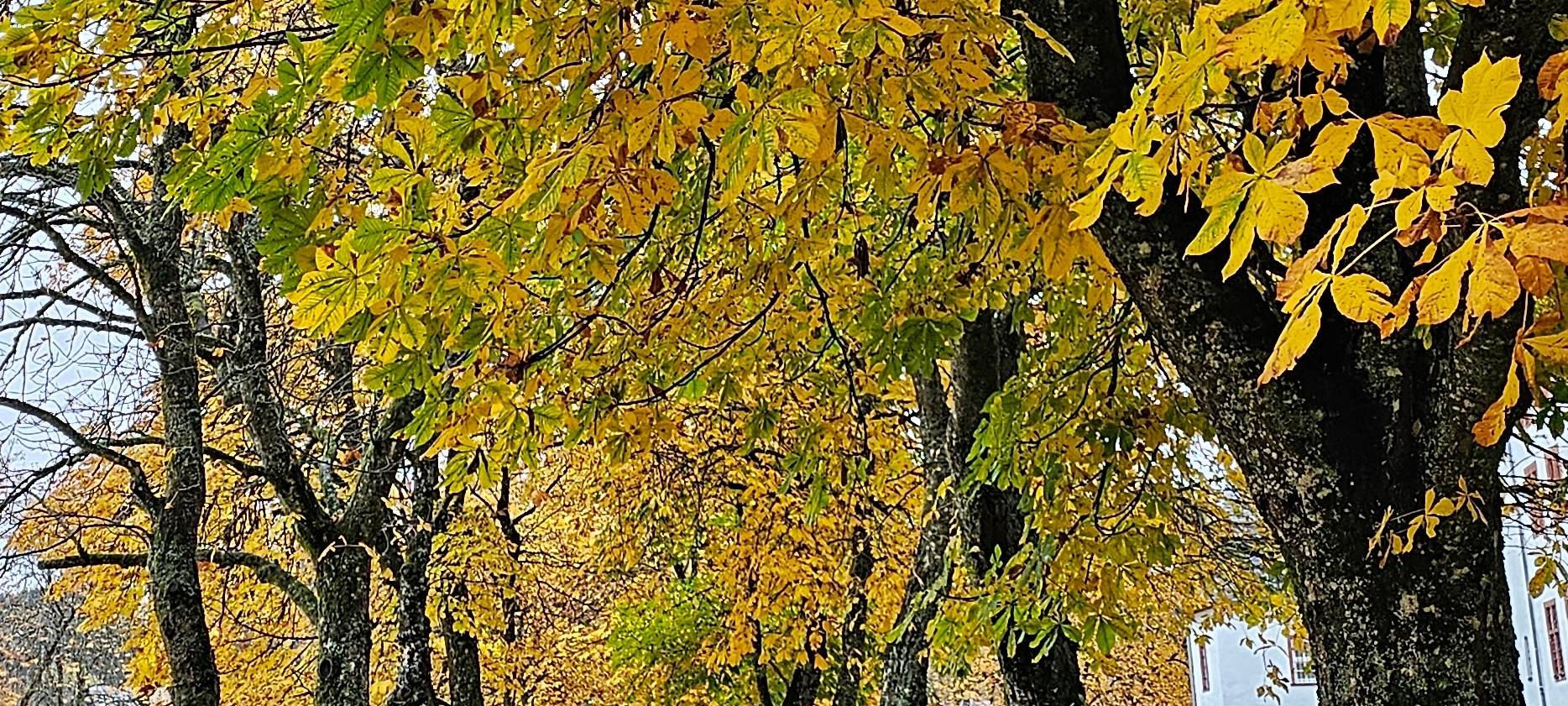 Baumspende in Siegen
