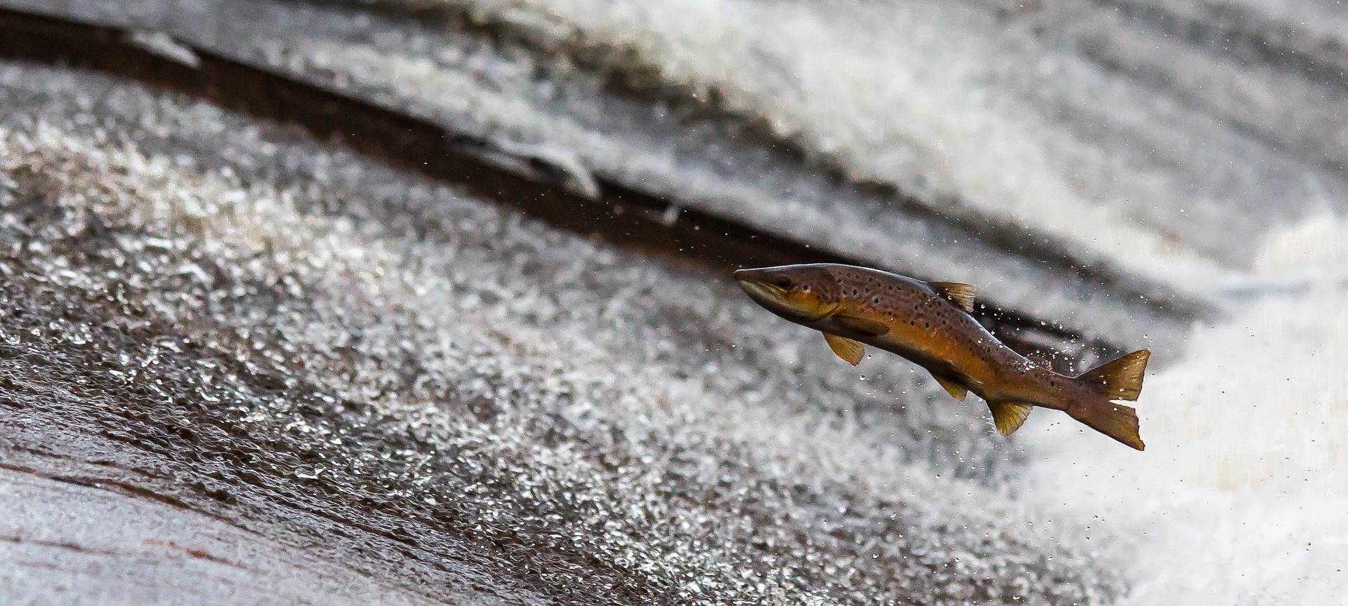 Lachse in der Sieg ausgewildert