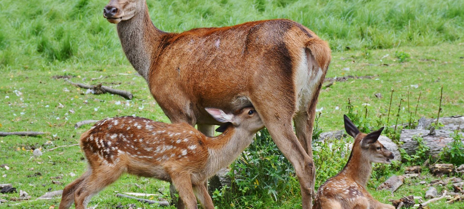 Freilaufende Hunde reißen Rehe in Olpe