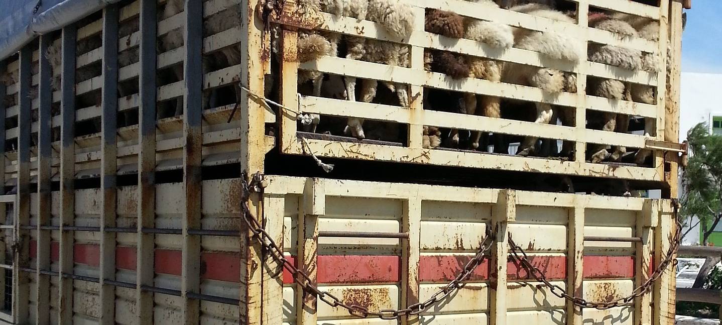 Die Gruppe "Siegen Animal Save" hat sich gegründet