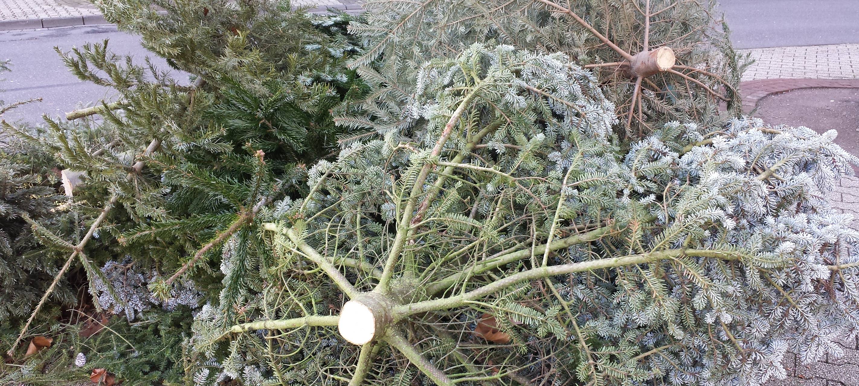 Weihnachtsbaum-Abholung