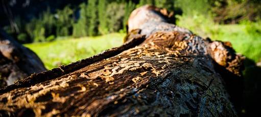 Der Borkenkäfer bereitet den Waldbauern große Sorgen