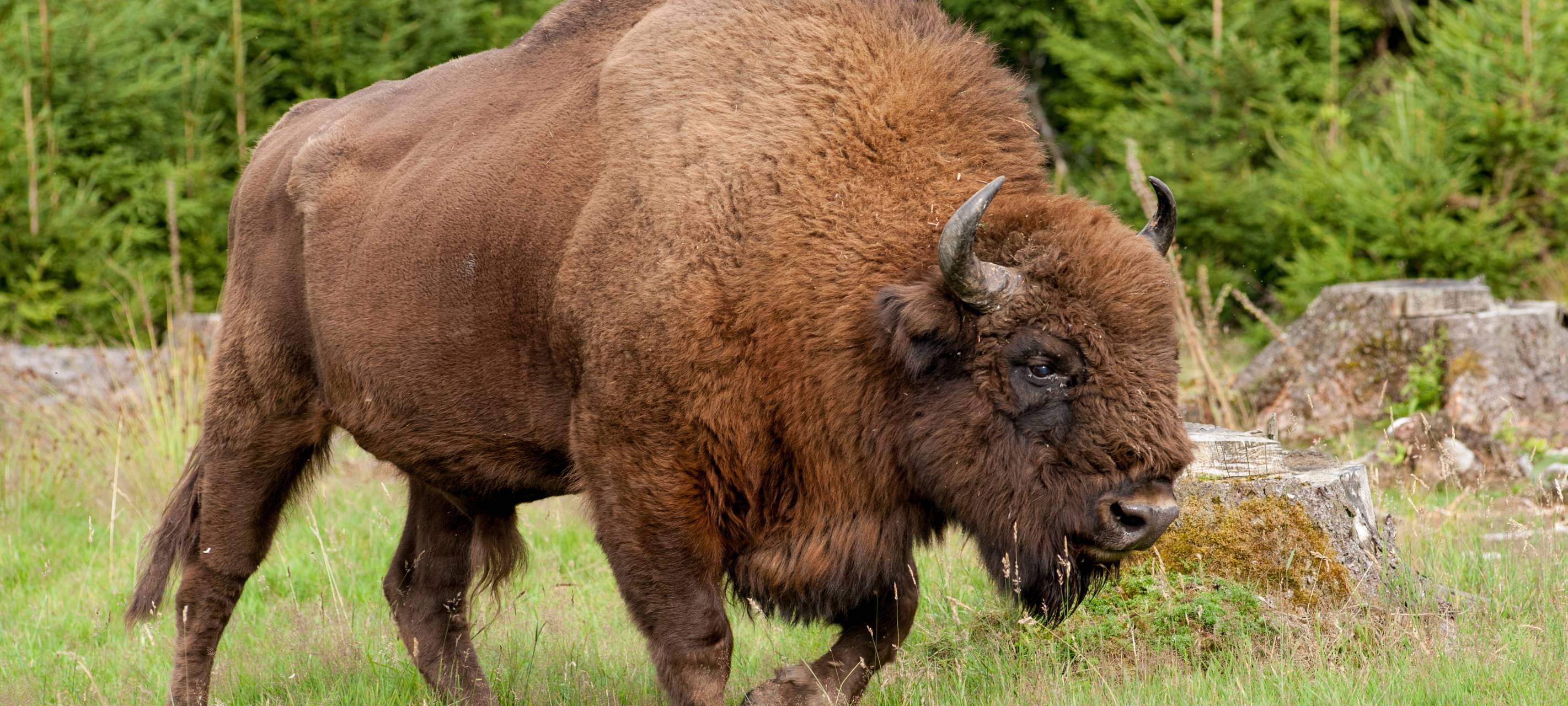 Unfall mit Wisent in Bad Berleburg