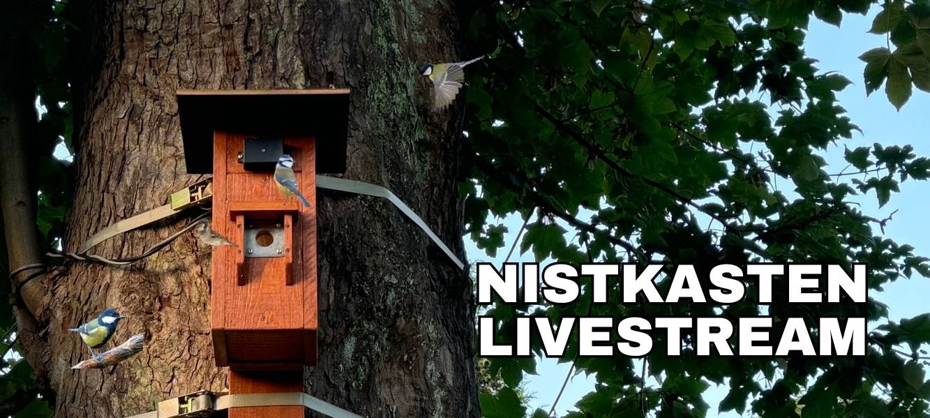 Nistkasten Livestream