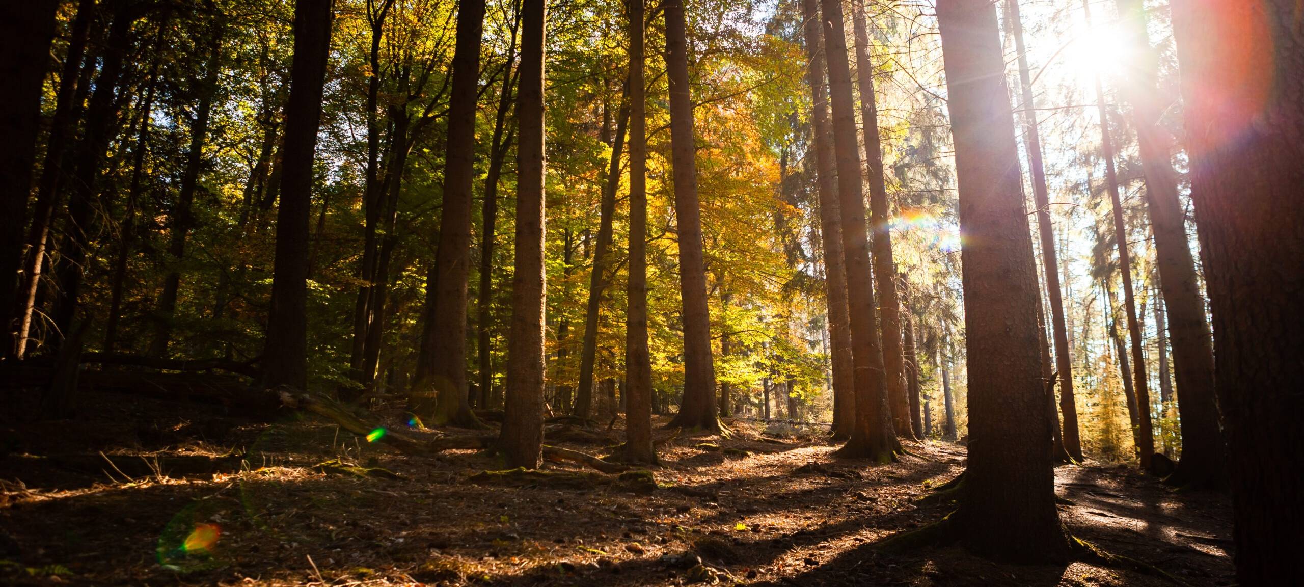 Neue Waldstrategie für NRW