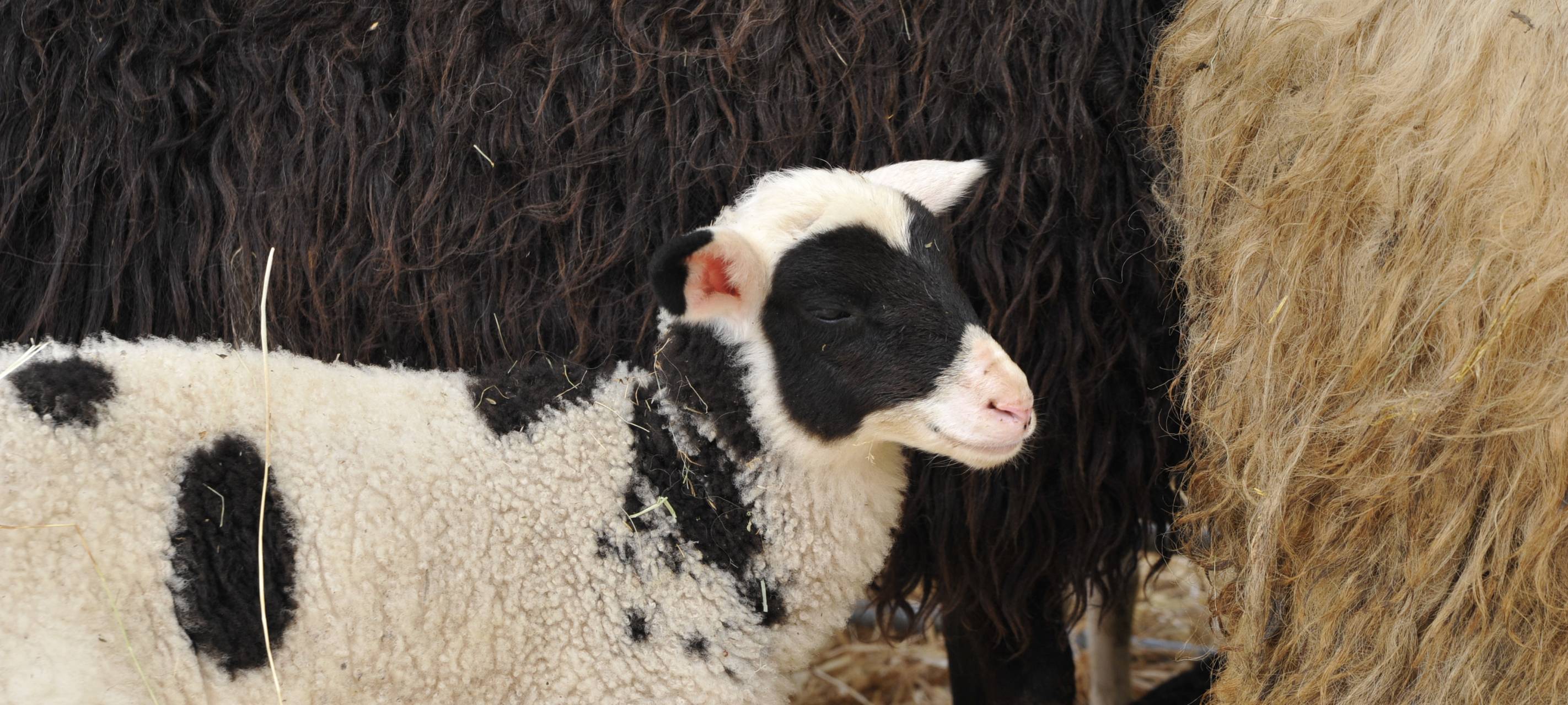 34. Wollmarkt in Bad Berleburg