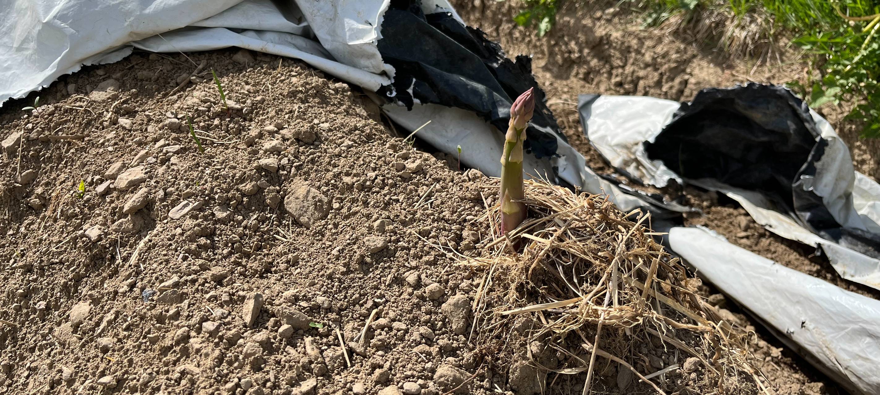 Spargelernte im Siegerland hat begonnen