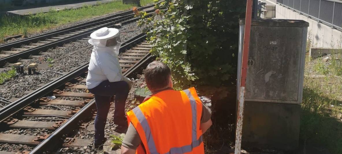 Bienenvolk am Bahnsteig