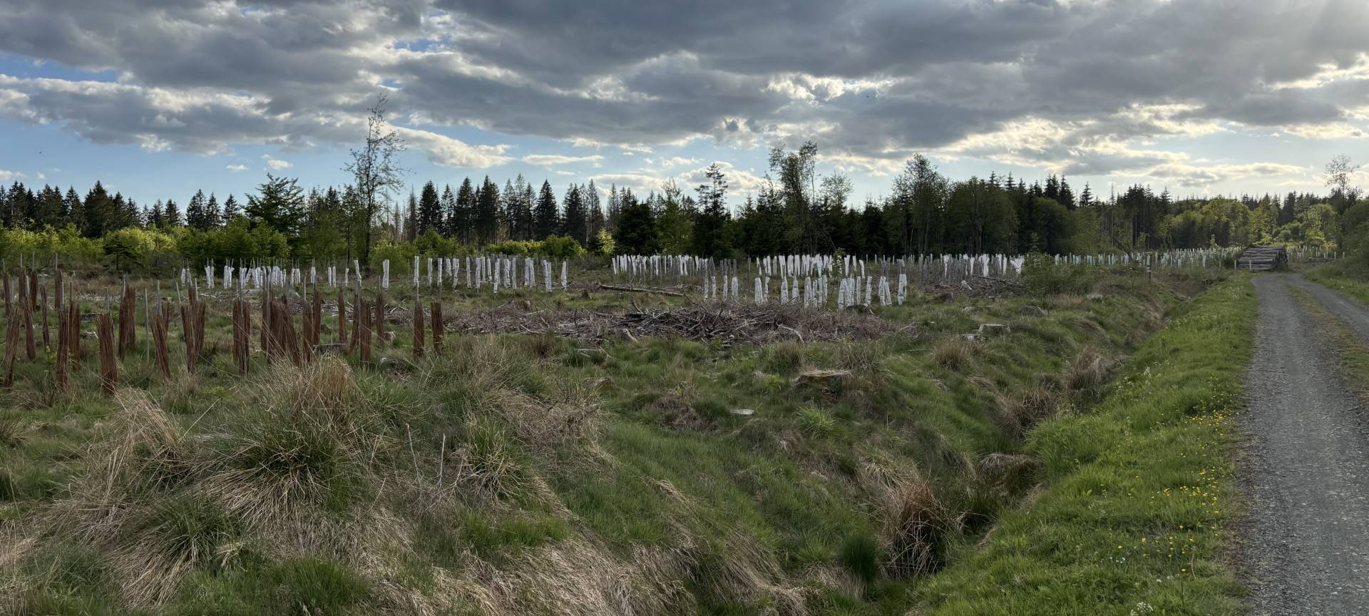Aufforstung im Buchhellertal