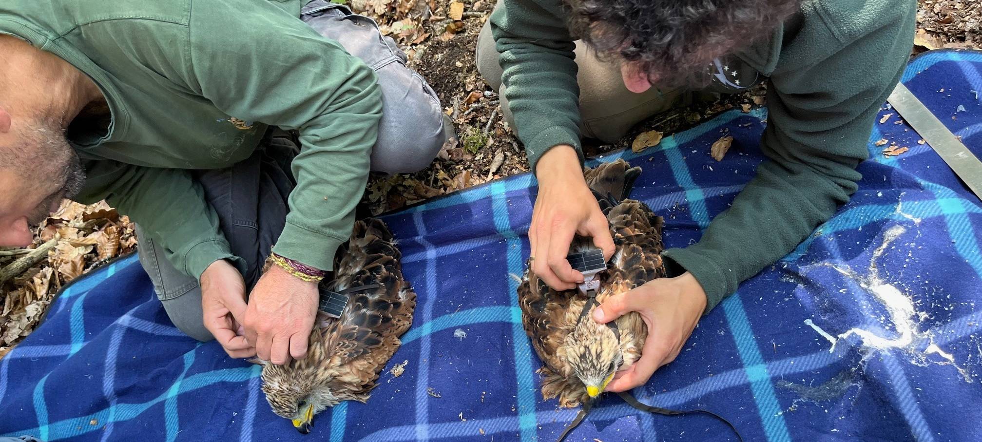 Siegerländer Rotmilane werden mit Sendern überwacht