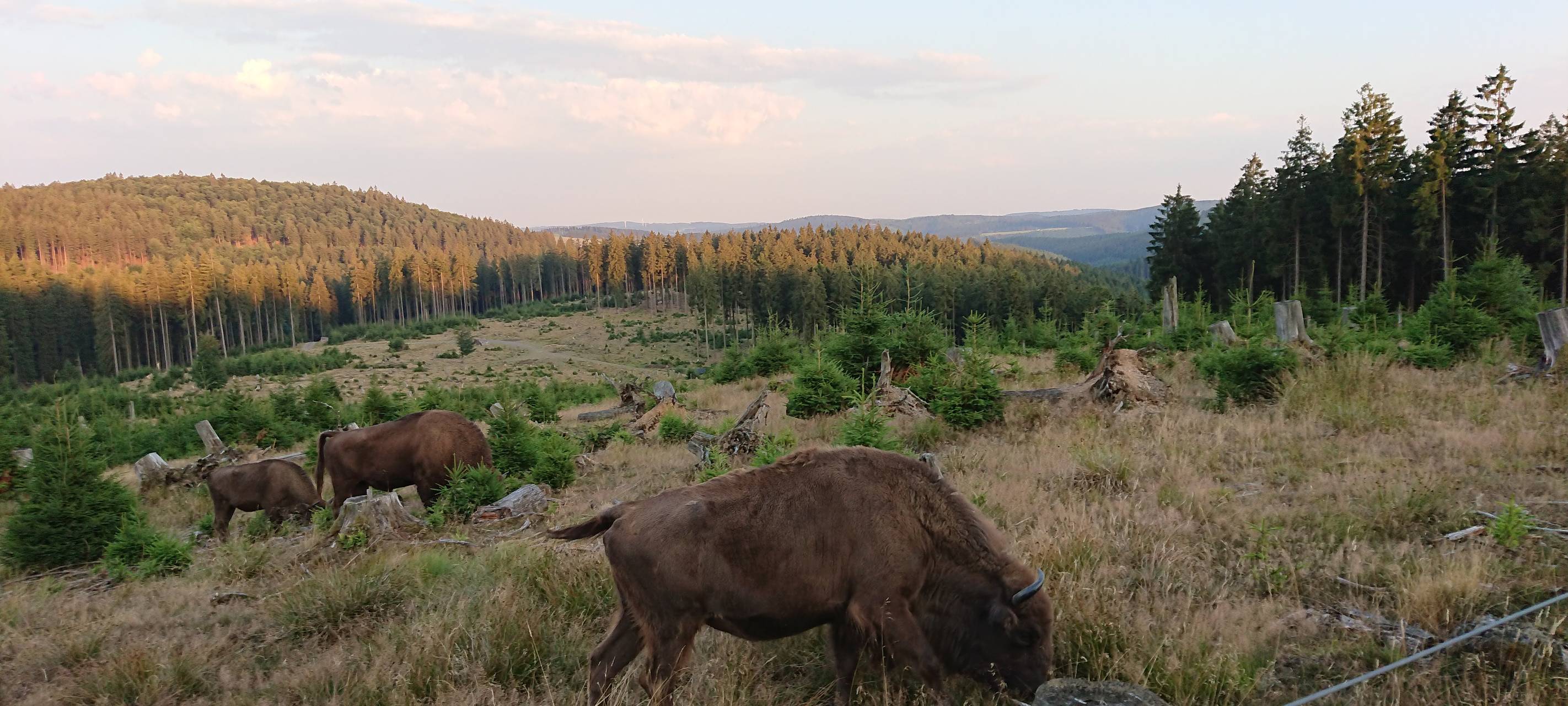 Wisent-Wildnis in Not