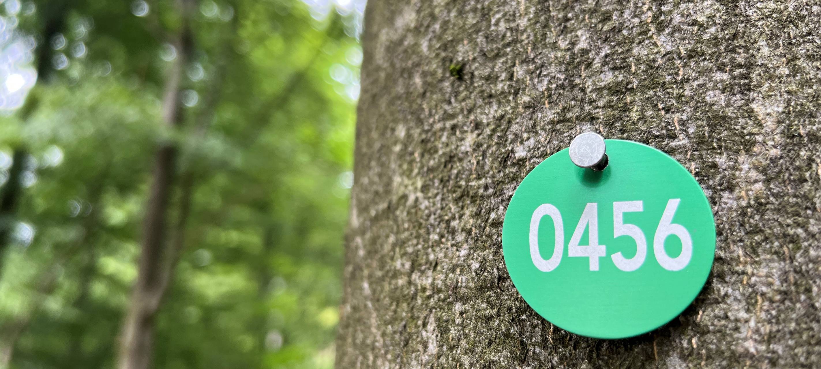 Trend zur Baumbestattung