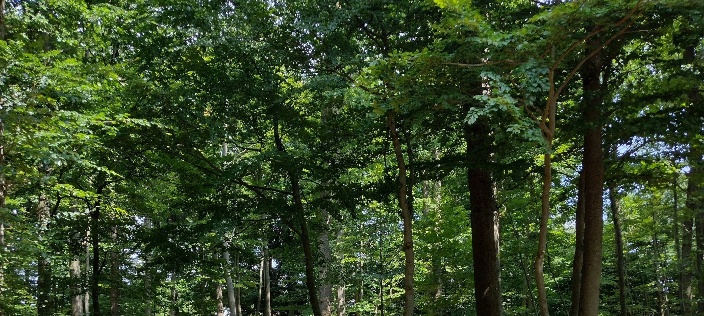 Trend zur Baumbestattung