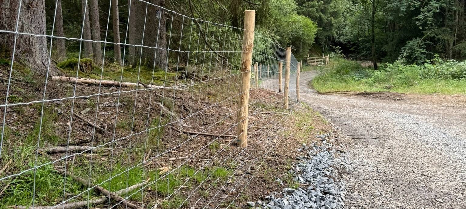 Ganz Siegen-Wittgenstein ist Schweinepest-Seuchengebiet
