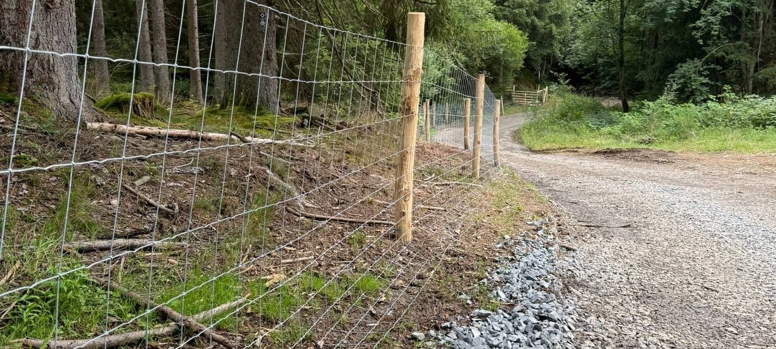 Afrikanische Schweinepest in Siegen-Wittgenstein