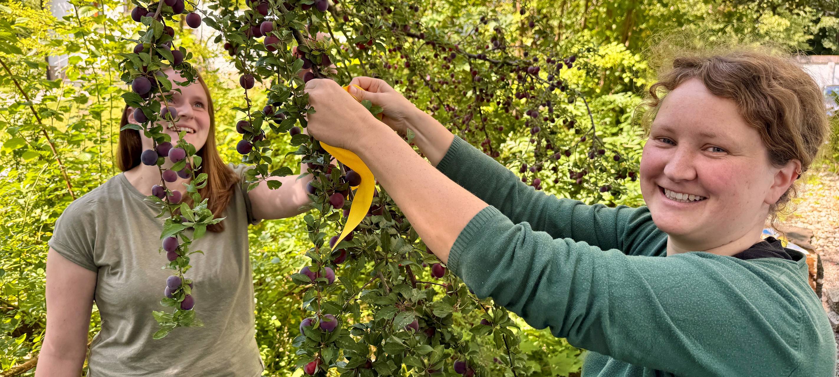 Kostenlose Früchte an Bäumen mit einem gelben Band in Bad Berleburg.