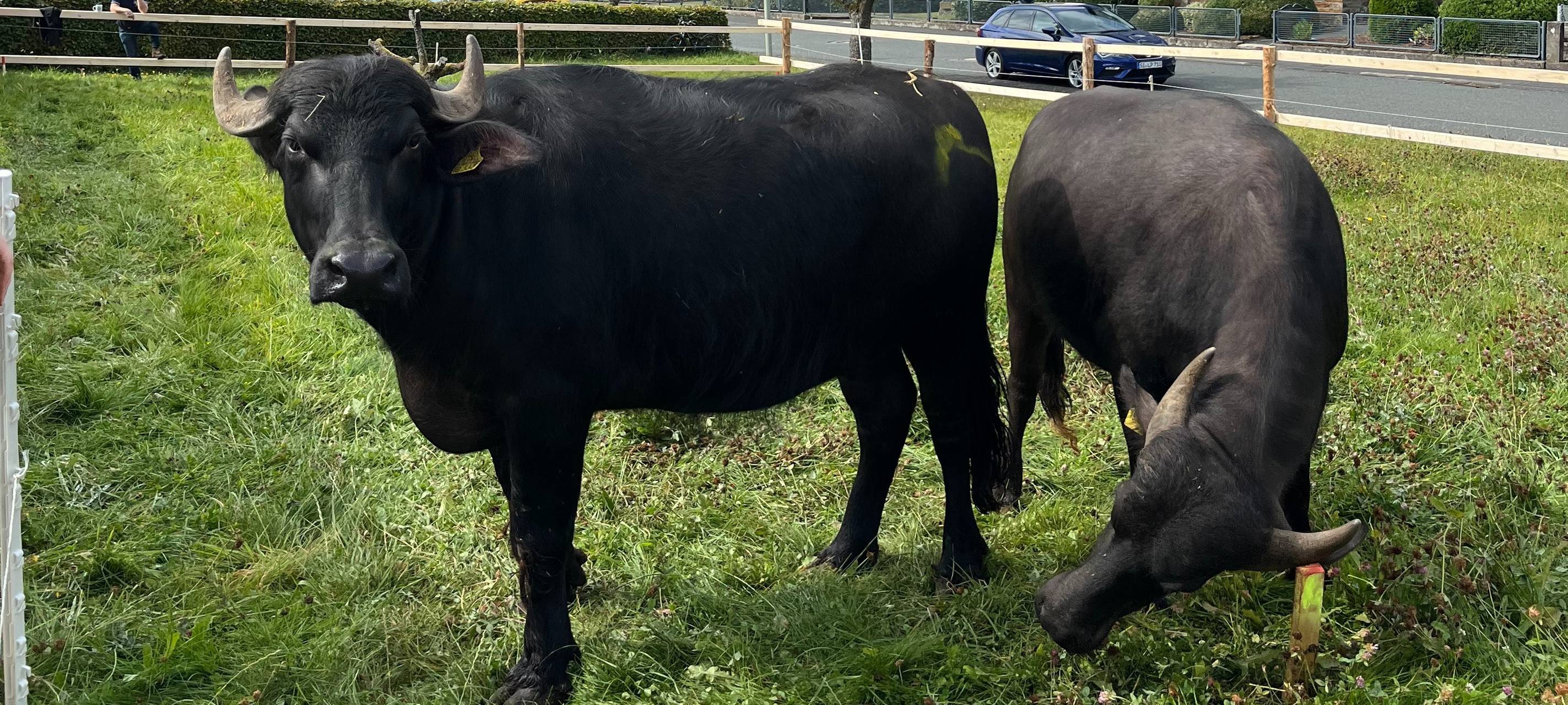Wasserbüffelbingo in Hainchen: Ein voller Erfolg