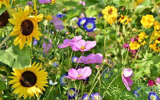Viel Saatgut Fur Blumenwiesen Radio Siegen