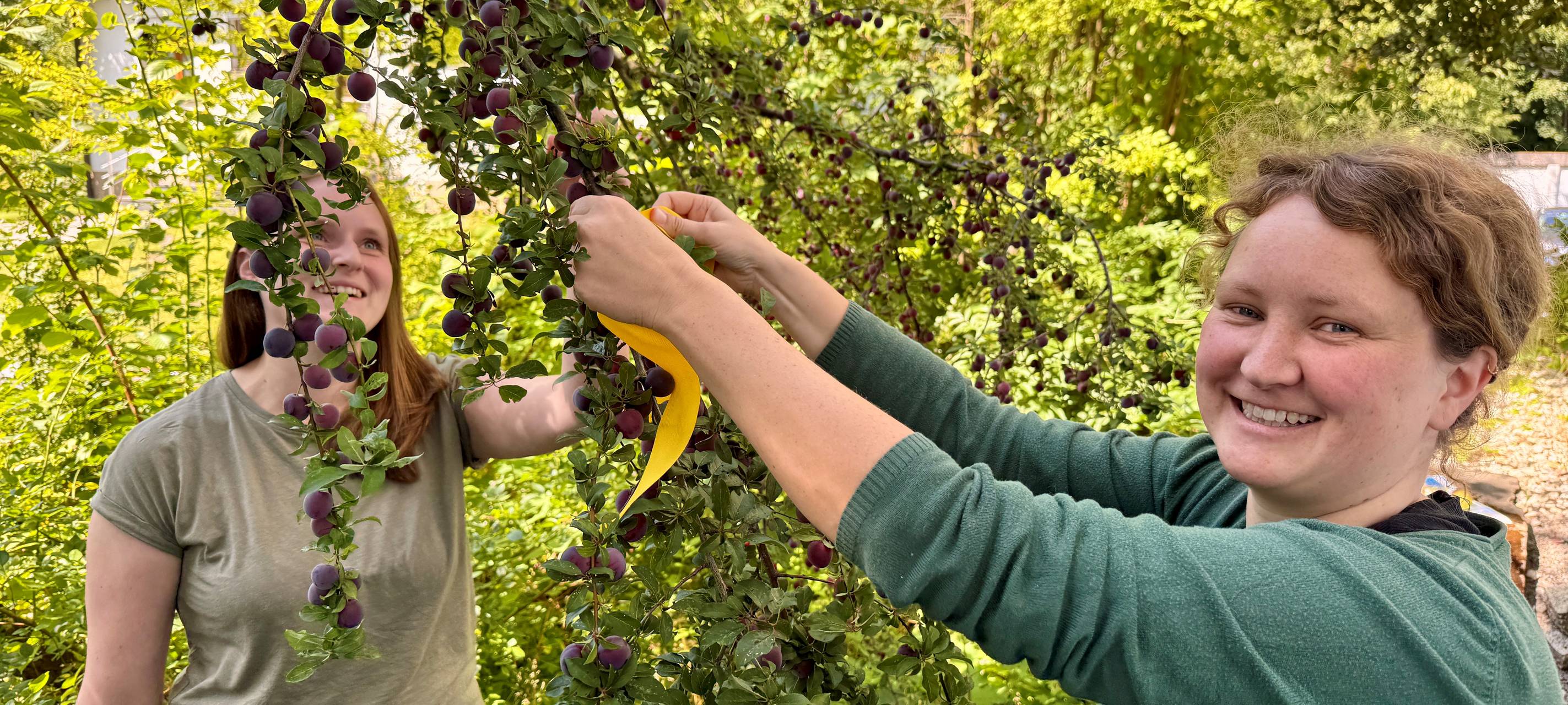 Heimisches Obst wertschätzen