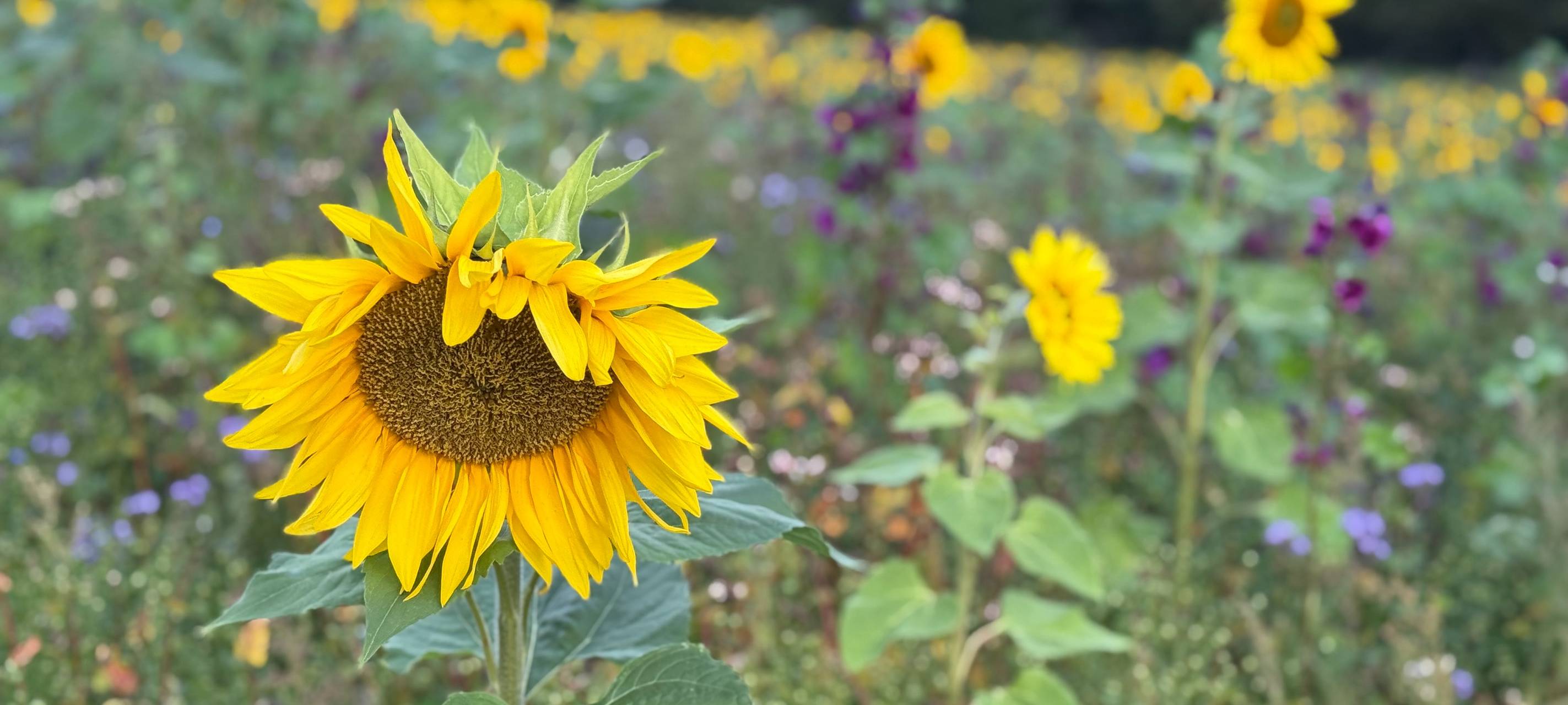 Riesige Blumenwiese in Beienbach