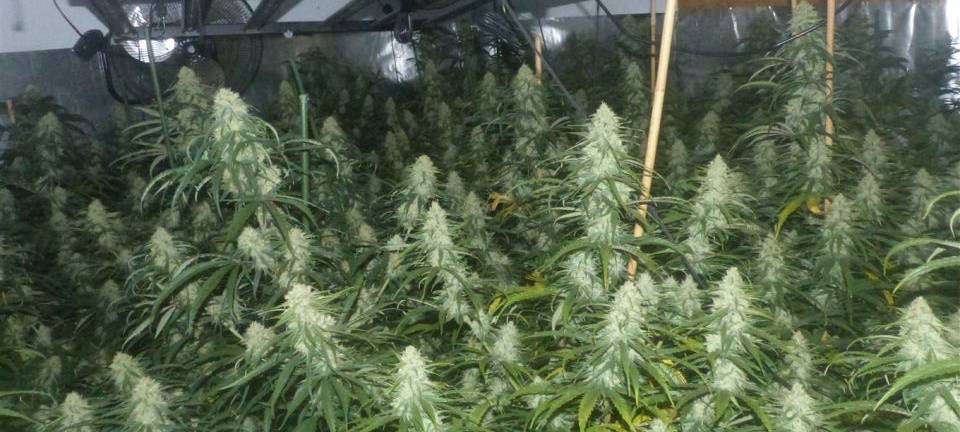 Hanfplantage Birkelbach