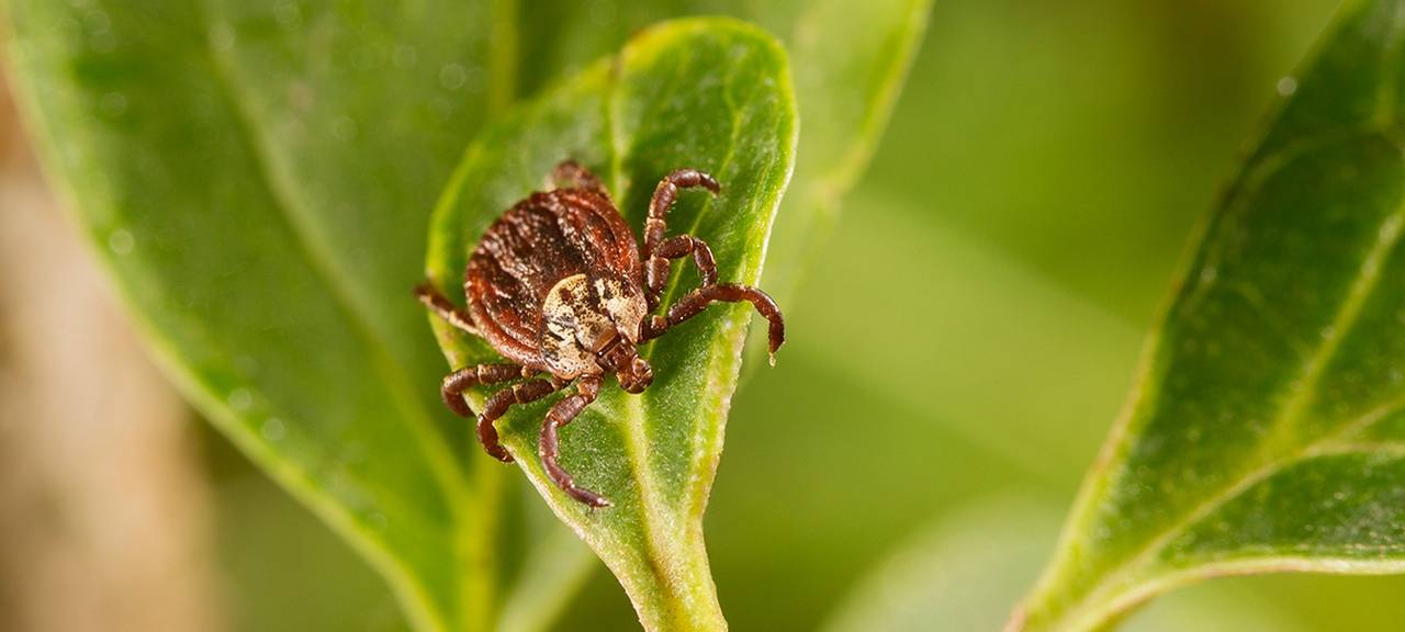 Kreisgesundheitsamt äußert sich zur tropischen Riesenzecke