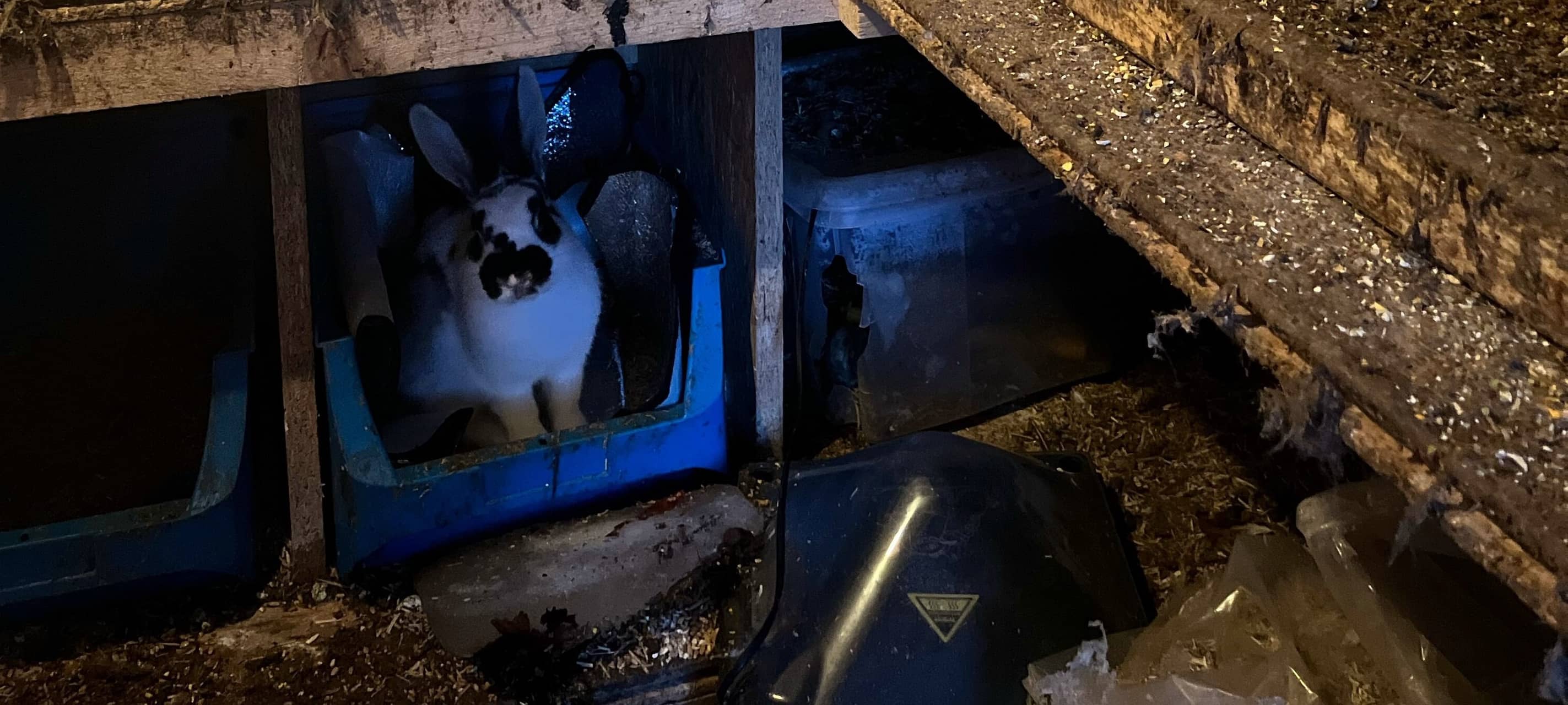 Das aufgefundene Kaninchen im Hühnerstall.