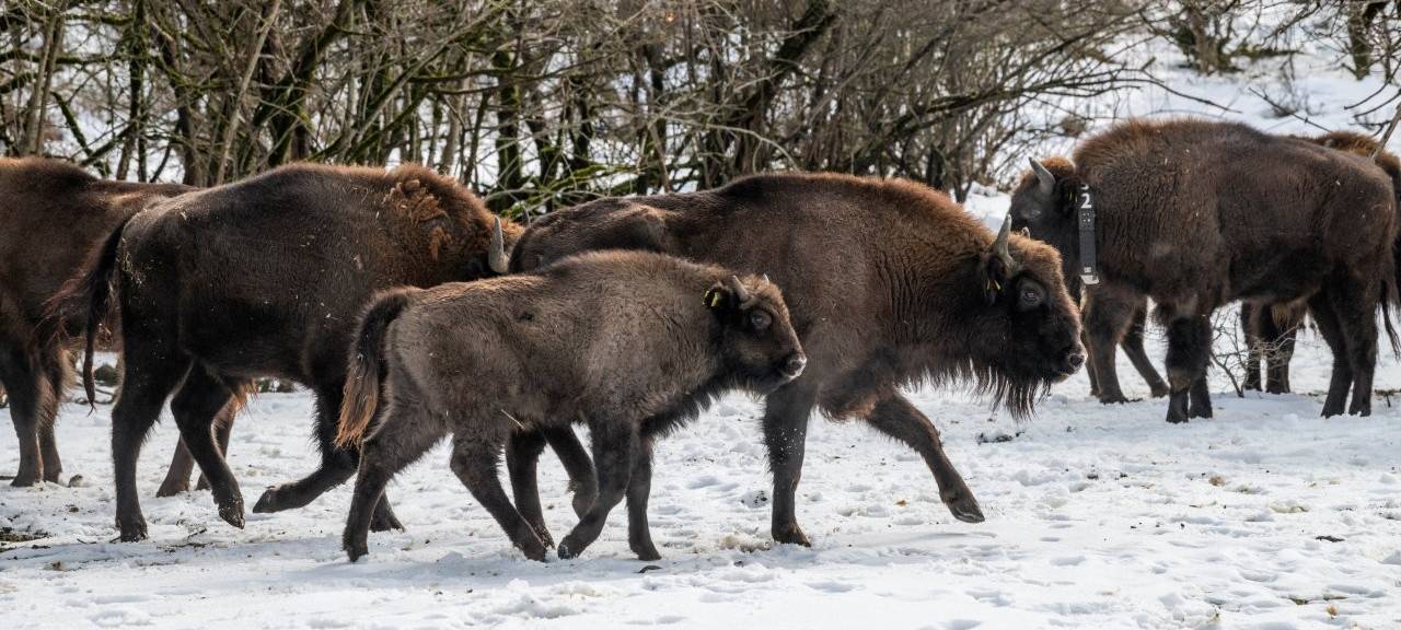 Wisent-Auswilderungsprojekt