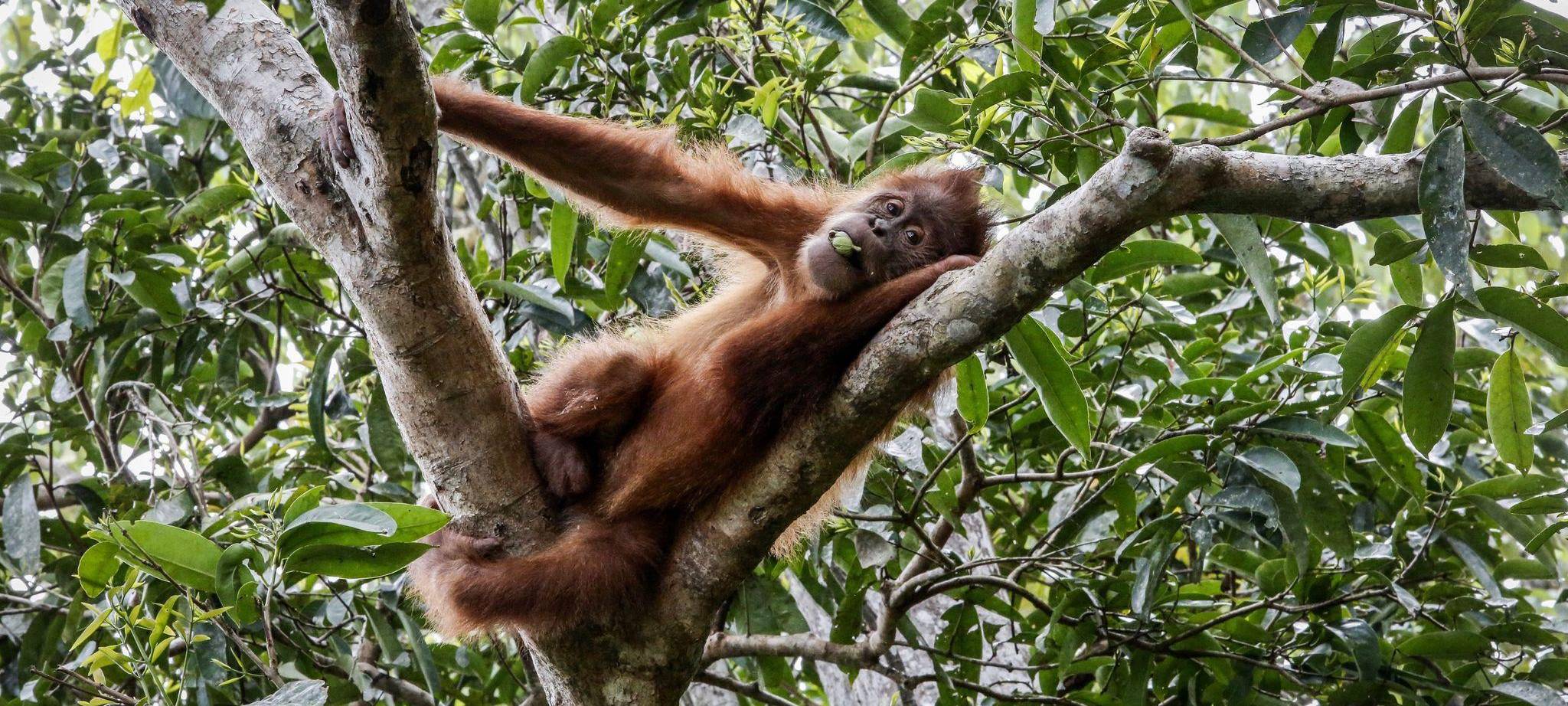 IPBES-Weltbericht: Menschheit tilgt die Natur von der Erde