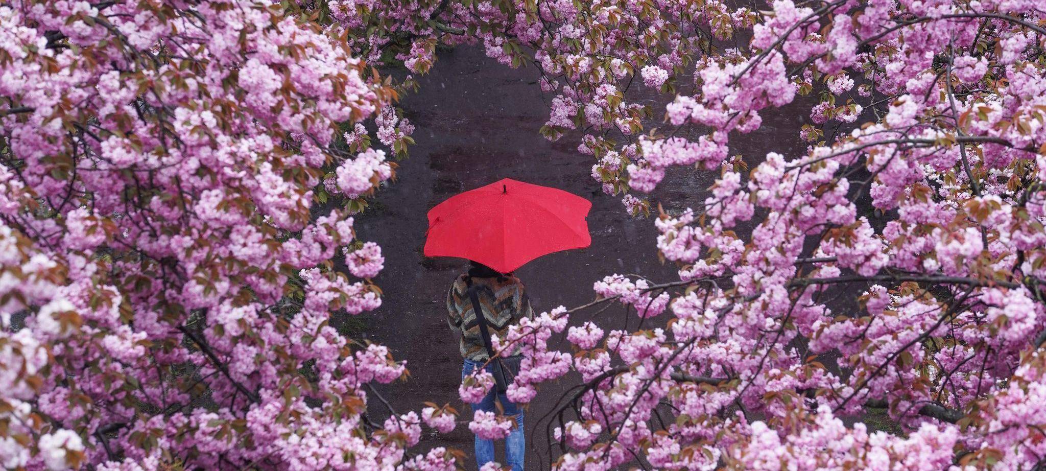 Eine Frau spaziert mit Regenschirm durch eine Kirschblütenallee