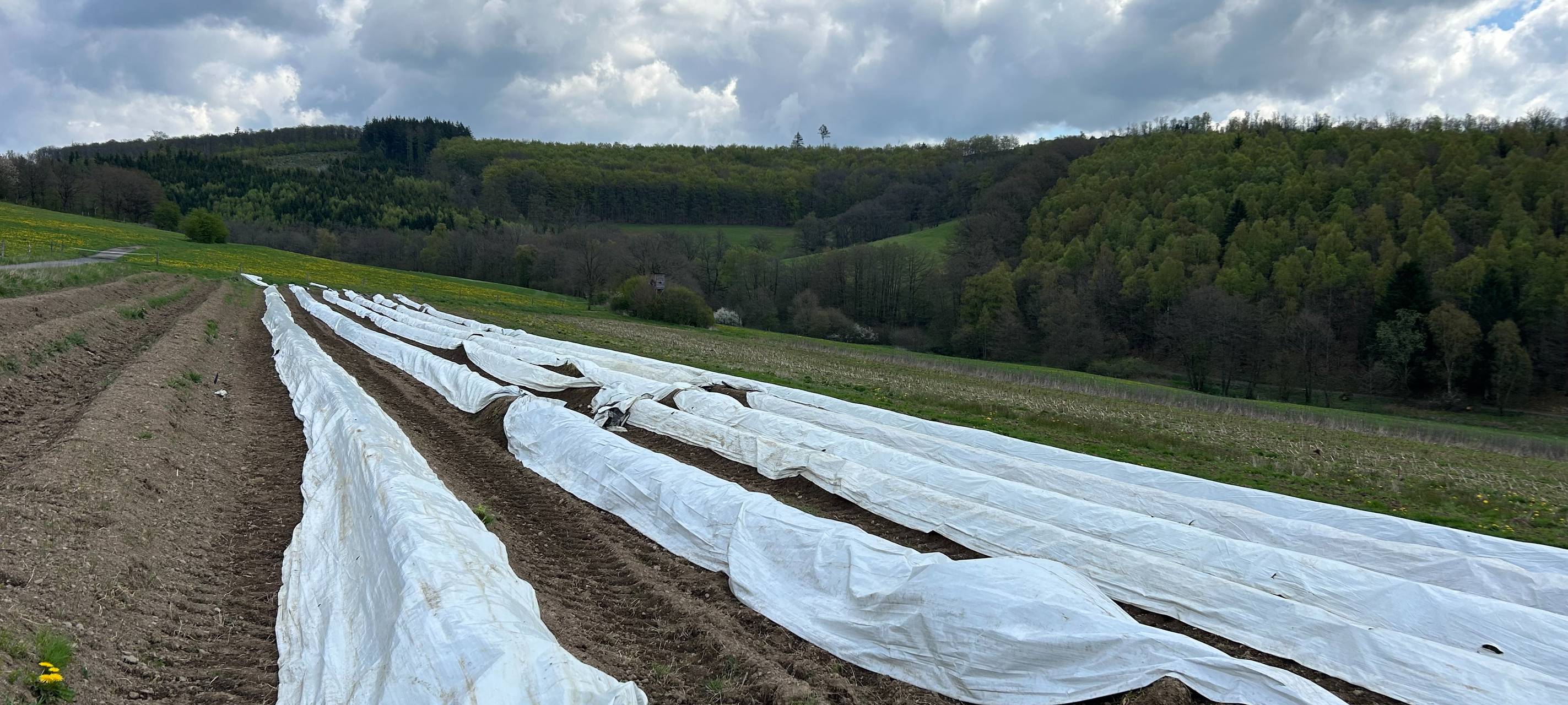 Regionaler Spargel aus Beienbach