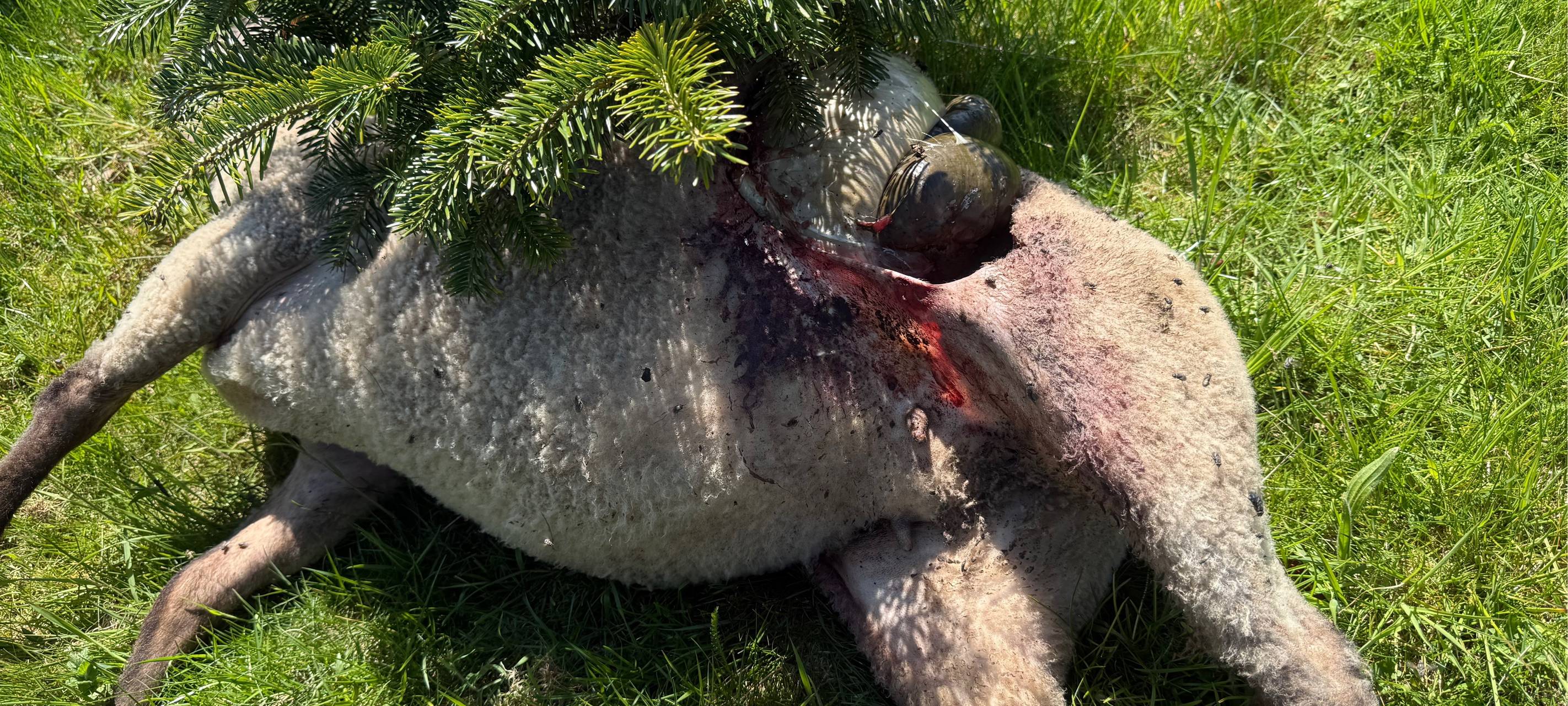 Zwölf tote Schafe in Schönau