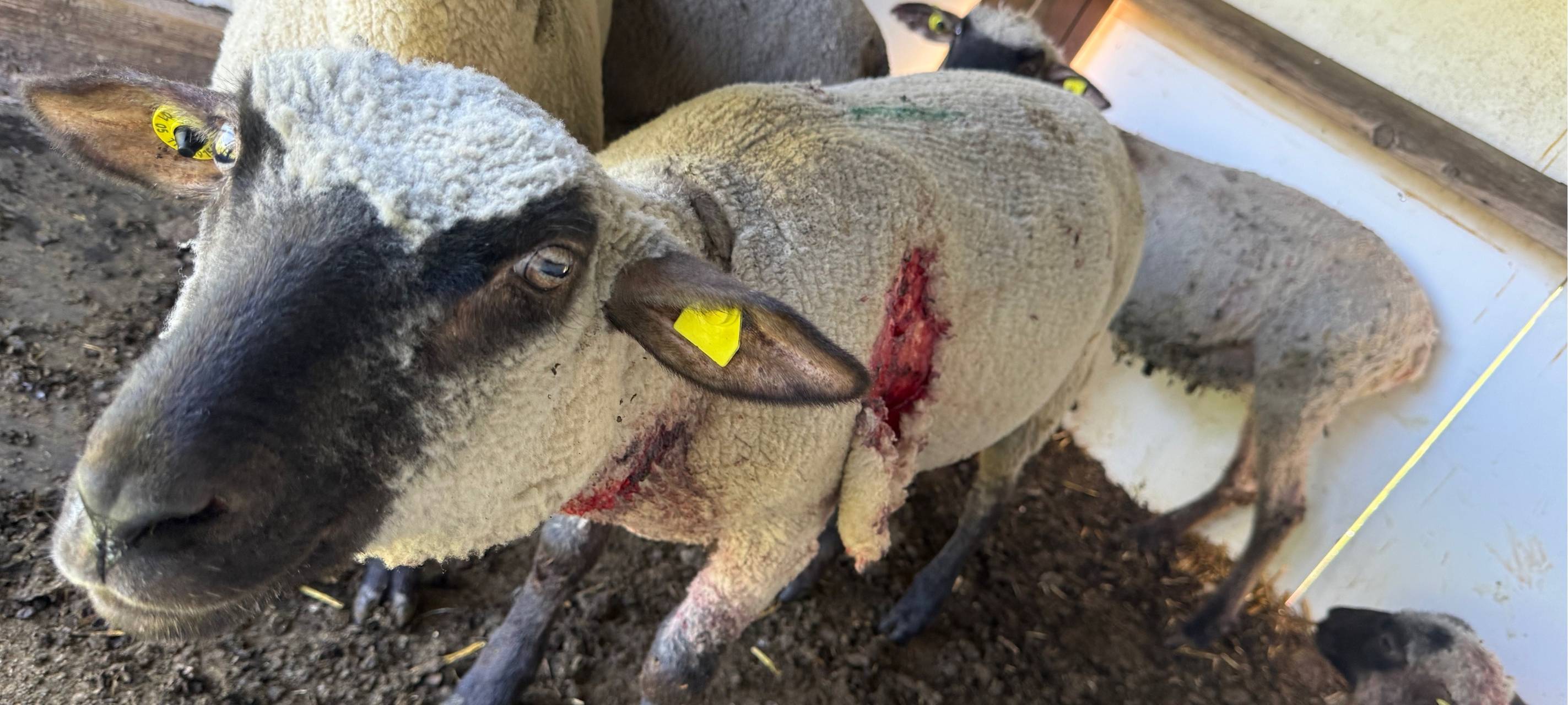 Zwölf tote Schafe in Schönau