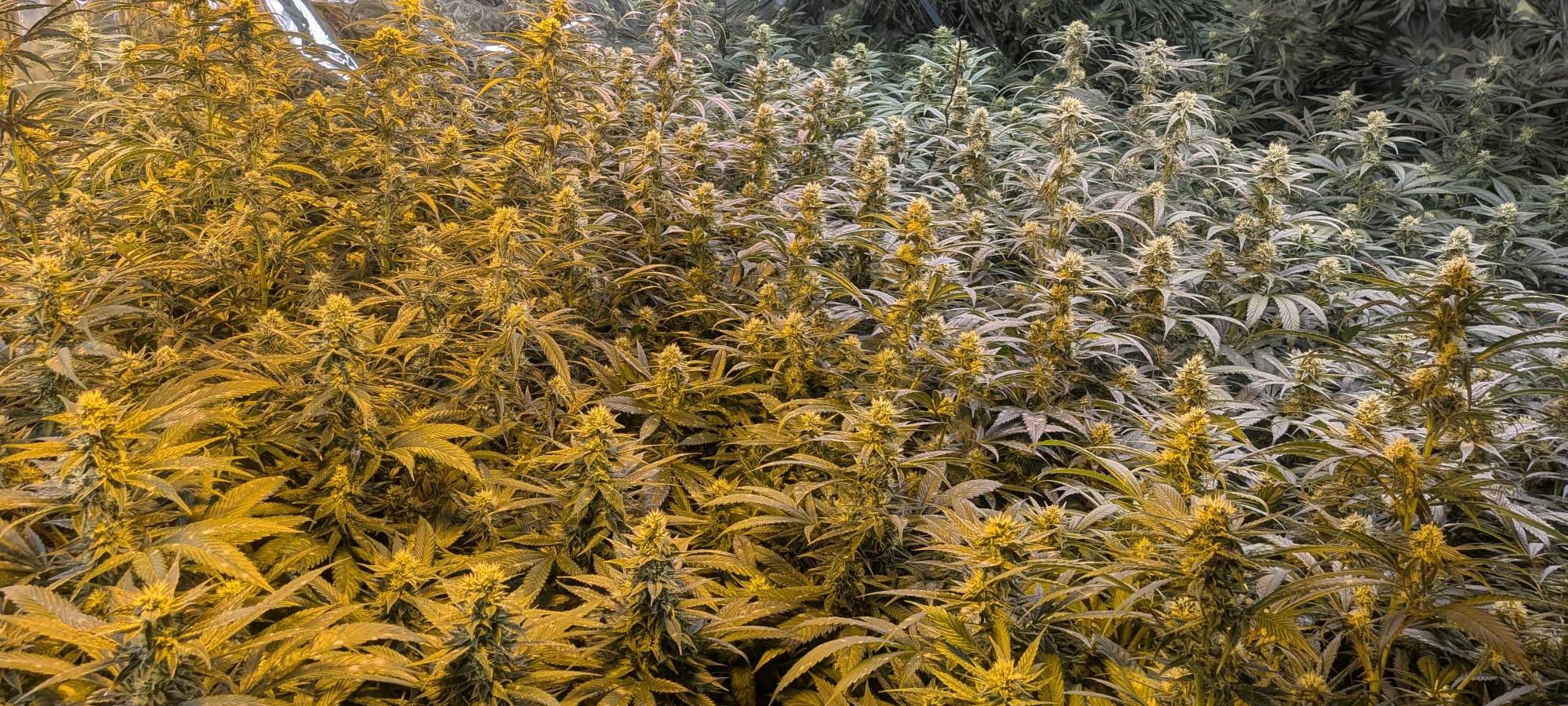 Blick auf einen Teil der Plantage