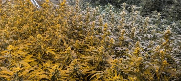 Blick auf einen Teil der Plantage