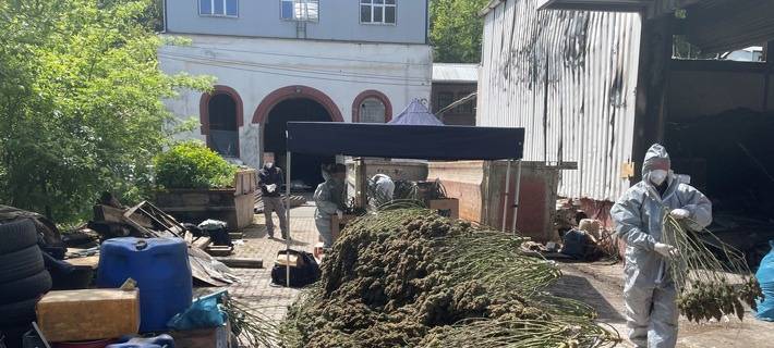Sammlung der getrockneten Pflanzen aus der Cannabisplantage
