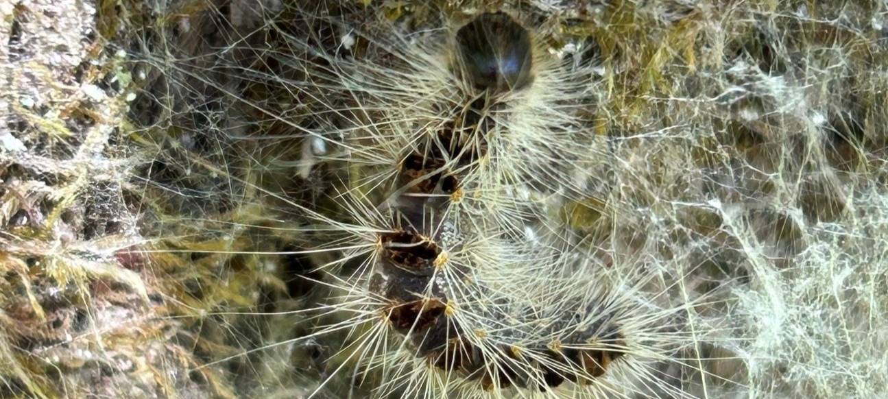 Eichenprozessionsspinner in Bad Laasphe entdeckt