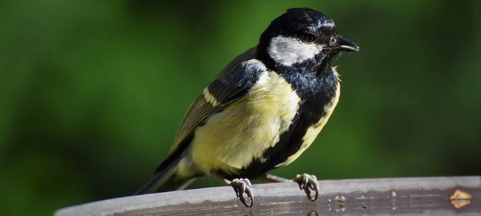 Meise, Igel und Co. brauchen Wasser