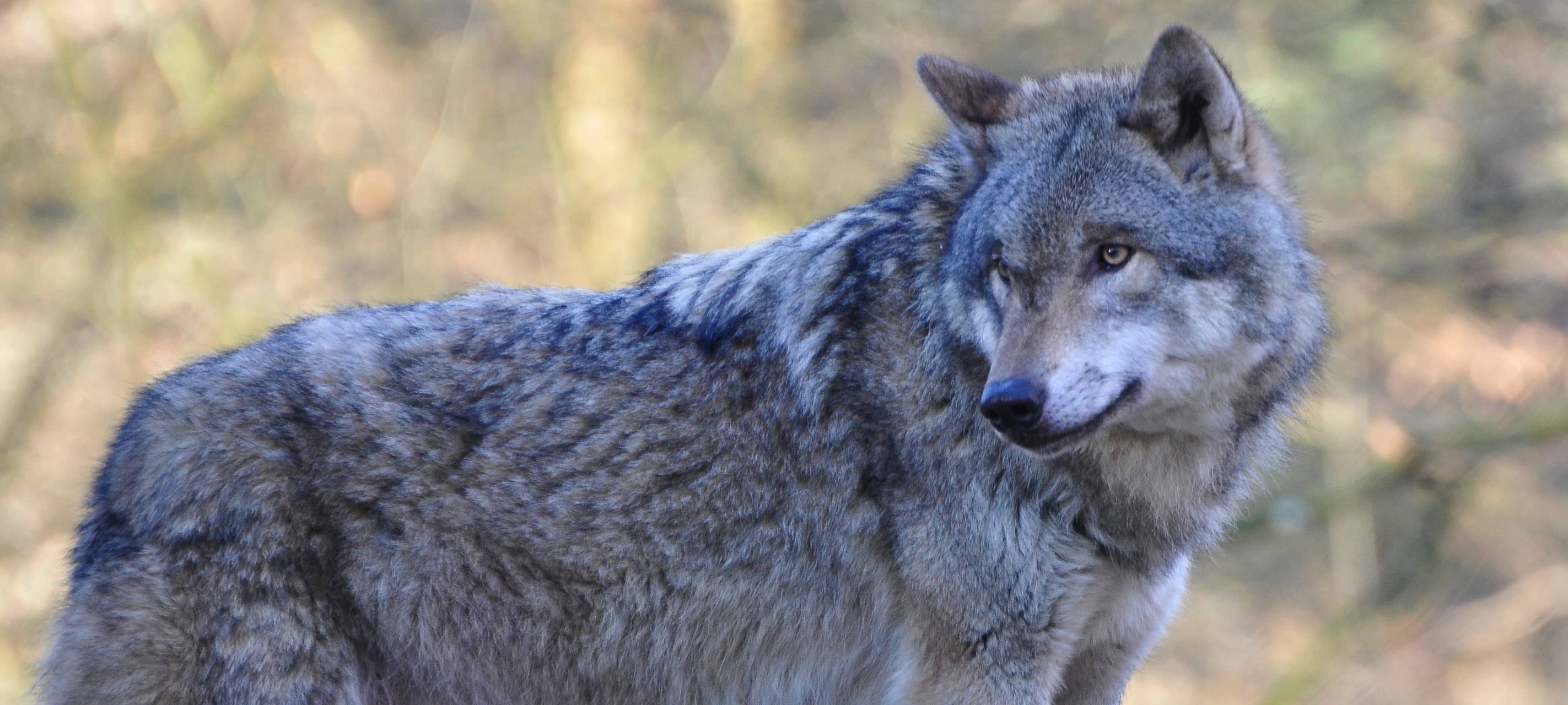 Verwaltungsgericht Koblenz erlaubt Jagd auf Wolf GW2478m