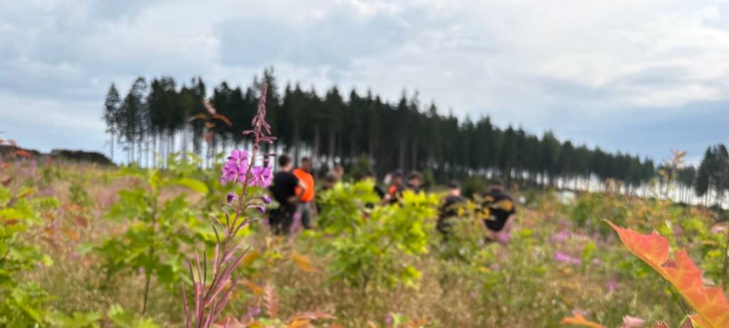 Frisches Grün auf kahlen Flächen