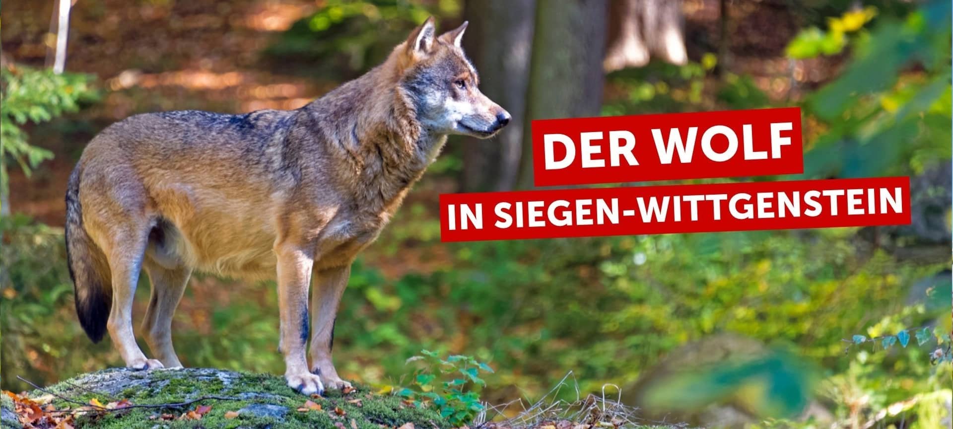 Titelbild: - Thema: Der Wolf in Siegen-Wittgenstein