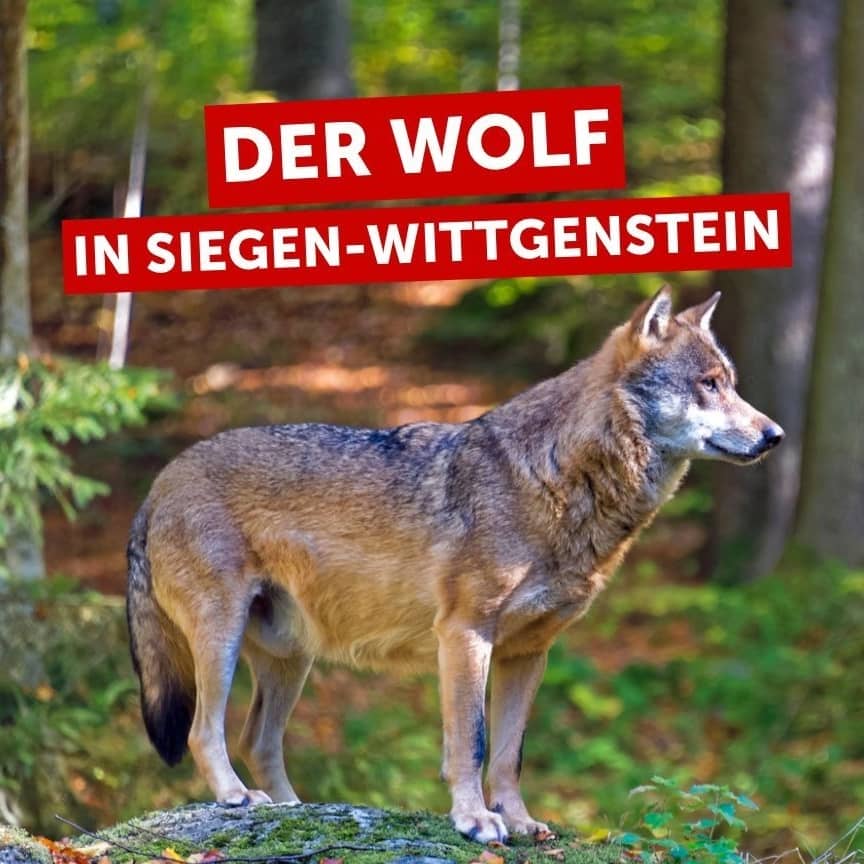 Titelbild: - Thema: Der Wolf in Siegen-Wittgenstein