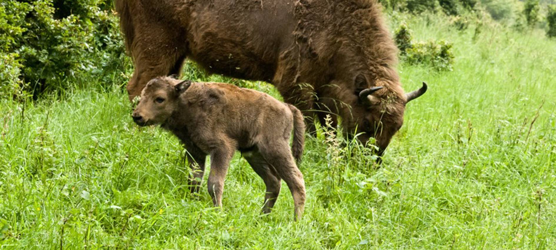 Nachwuchs in der Wisent-Wildnis