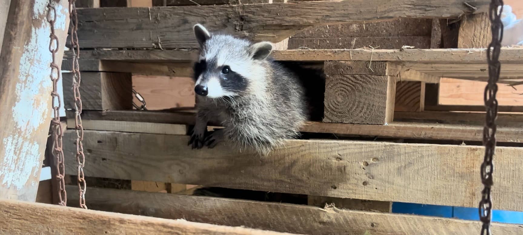 Gerettete Waschbär-Waisen ziehen in Tierpark Niederfischbach ein