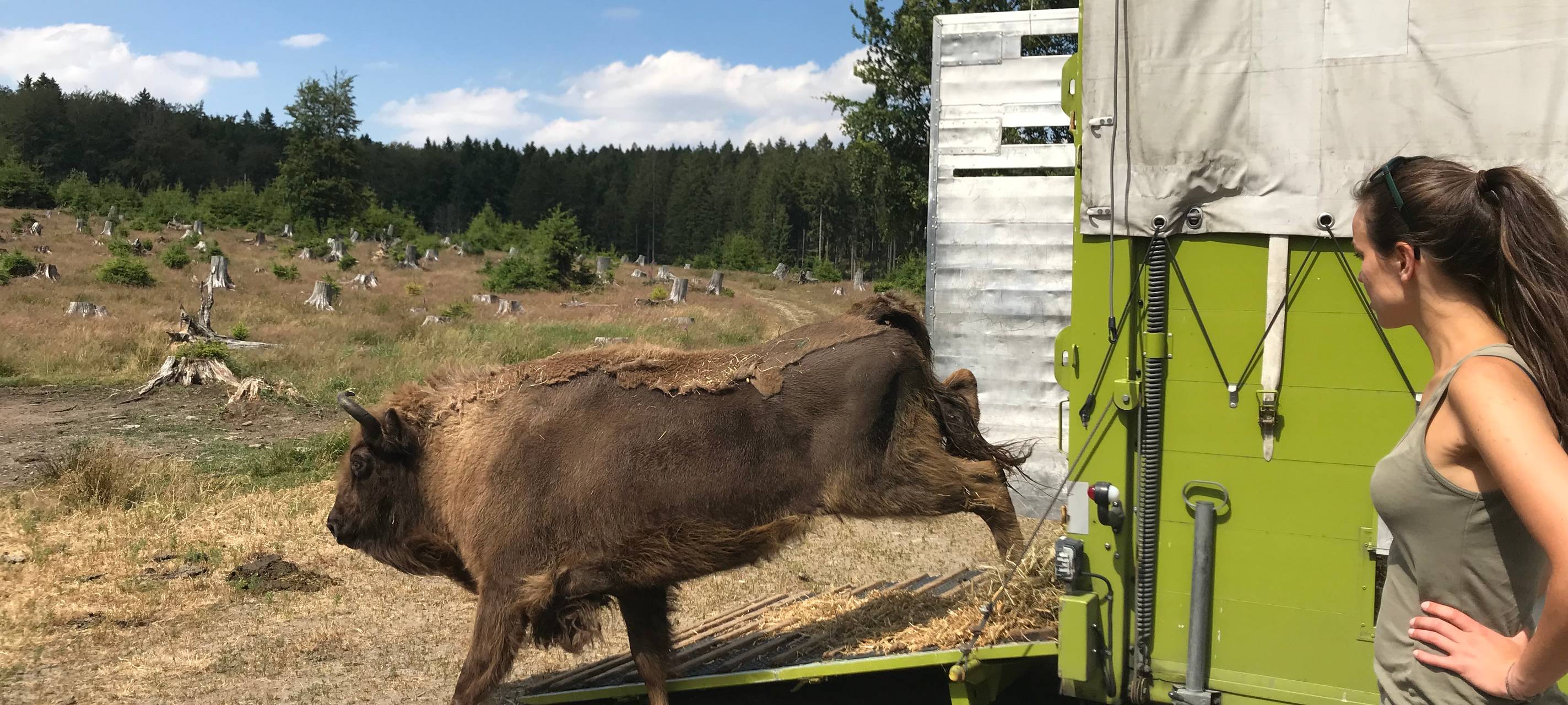 Neue Wisente für das Besucherareal